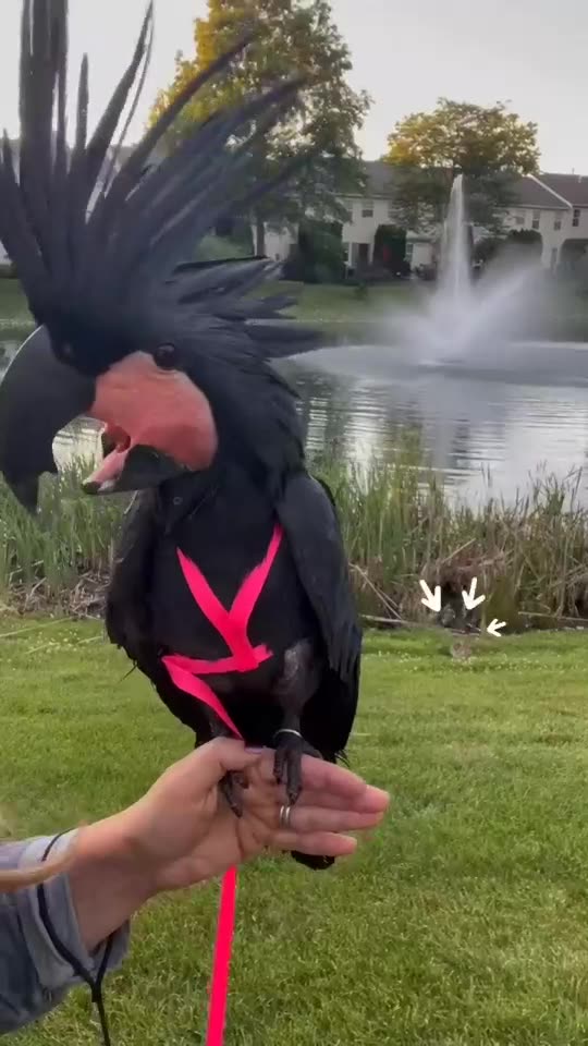 The bird talking with girl 😱😱😱