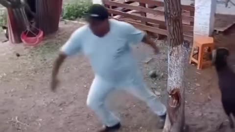 lamb hit the man funny