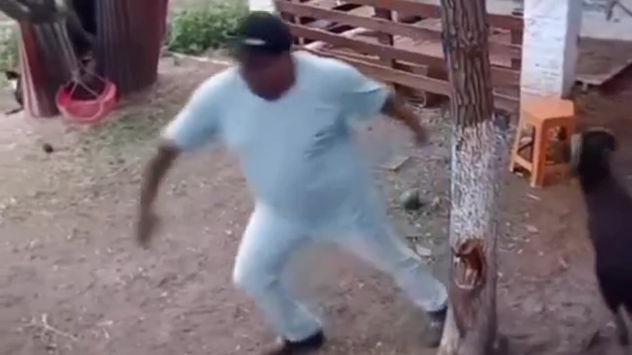 lamb hit the man funny