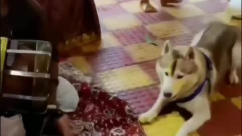 Funny animals 😄hub,funny animals club youtube, 🤣, funny animals dancing 💃😄, funny animals fighting 😄