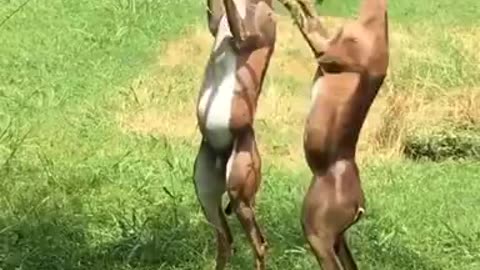 hiran.. Deer 🦌 the enjoy.