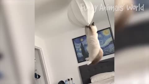 Cute Puppy