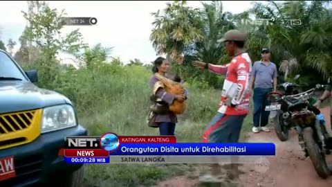 Orang utan kalimantan