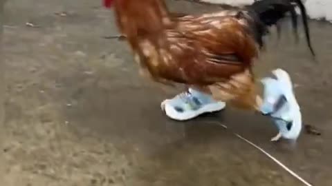 Rooster