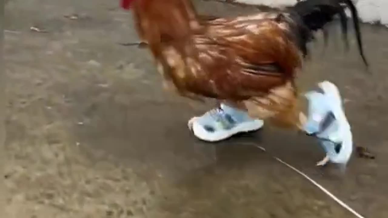 Rooster