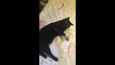 Playful cat