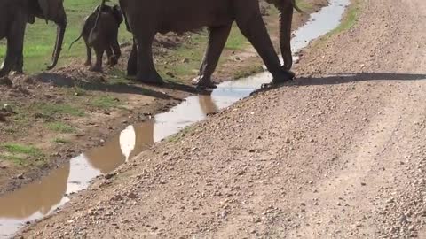 sute. This baby elephant is trying to cross the streams