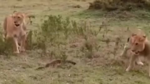 Naughty animal