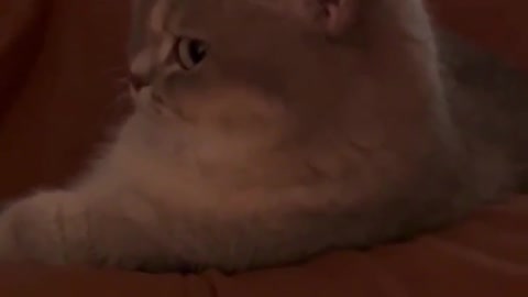 cute pet