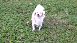 Dog Reactions Seeing strangers