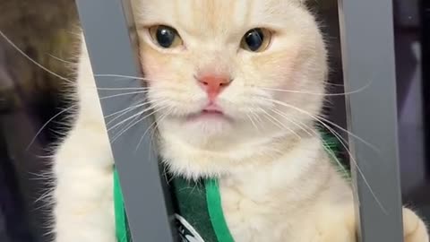 Restore the cry of a kitten