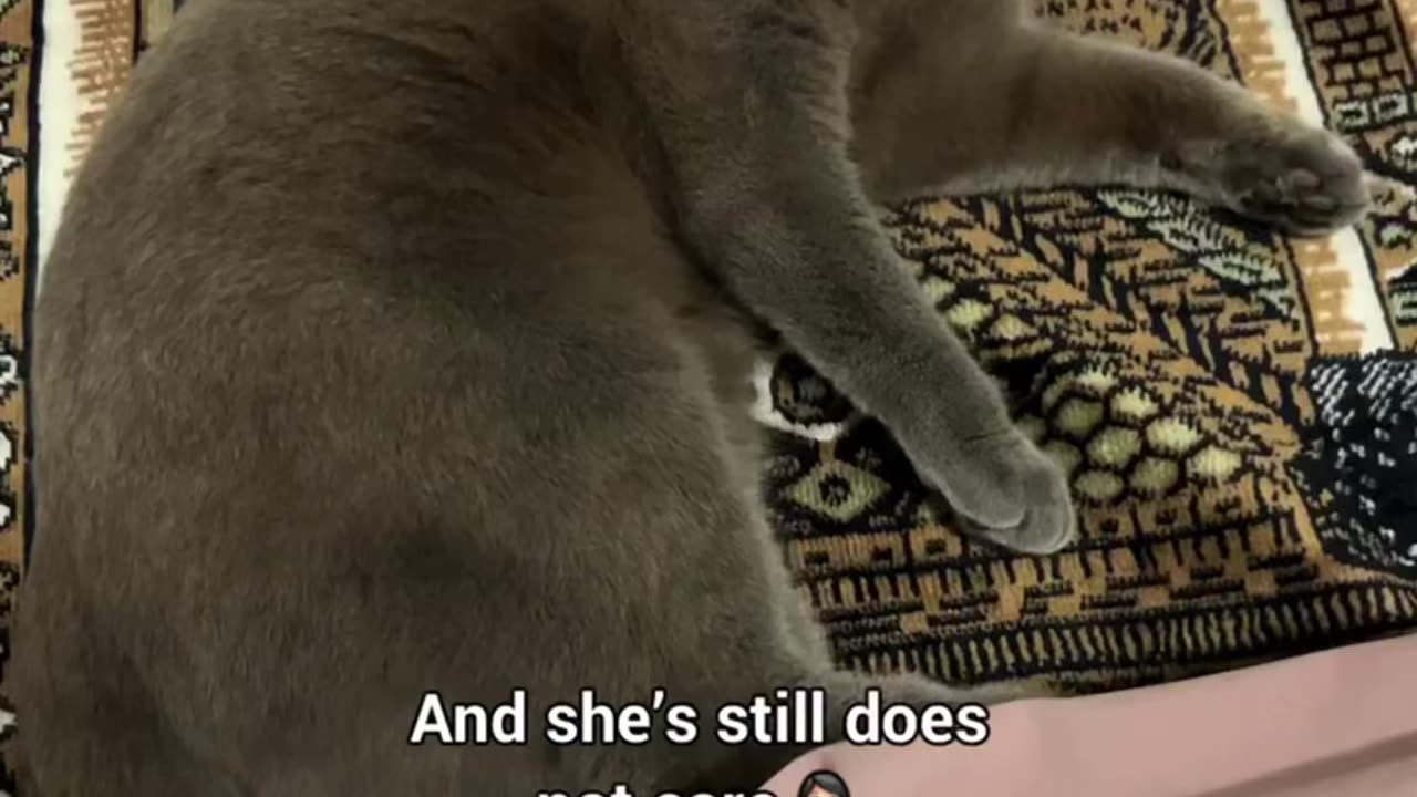 Funny animals 2024π - Funniest Cats and Dogs Videoππ268 #shorts