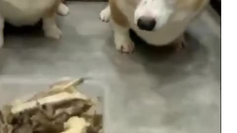 Super Funny Dogs