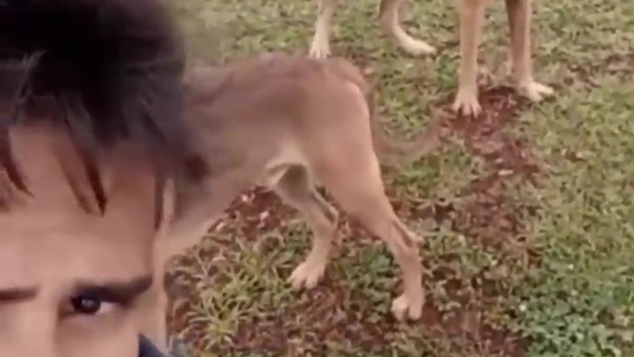 very funny cat and dogs compilation/🤣🤣🤣🤣🤣🤣 / #short