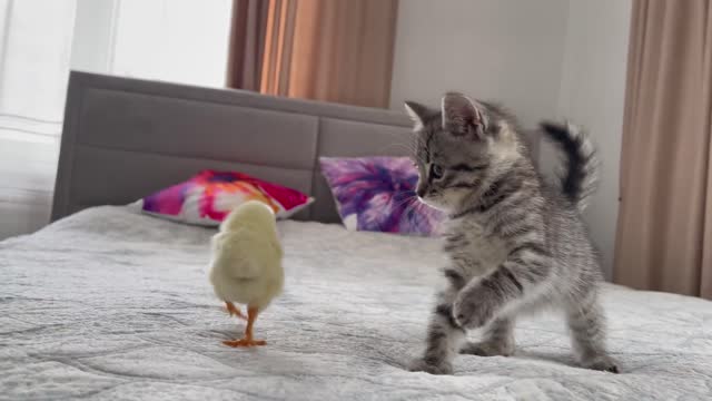Baby Kitten Meets Chick for the First Time!