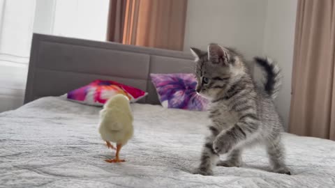 Baby Kitten Meets Chick for the First Time!