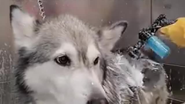 Beautiful Husky loses all her hair Undercoat removal