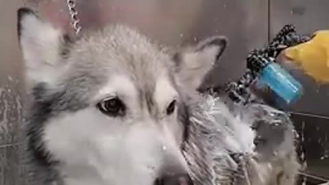 Beautiful Husky loses all her hair Undercoat removal