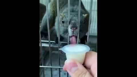 Cute baby animals Videos Compilation cute moment of the animals - Cutest Animals