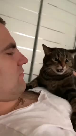 Funny Video Jealous Cat | Try Not Laugh,