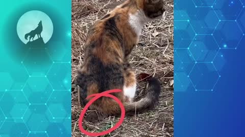 Funny Video - The Funniest Videos on Chinese TikTok 2022 Part 15