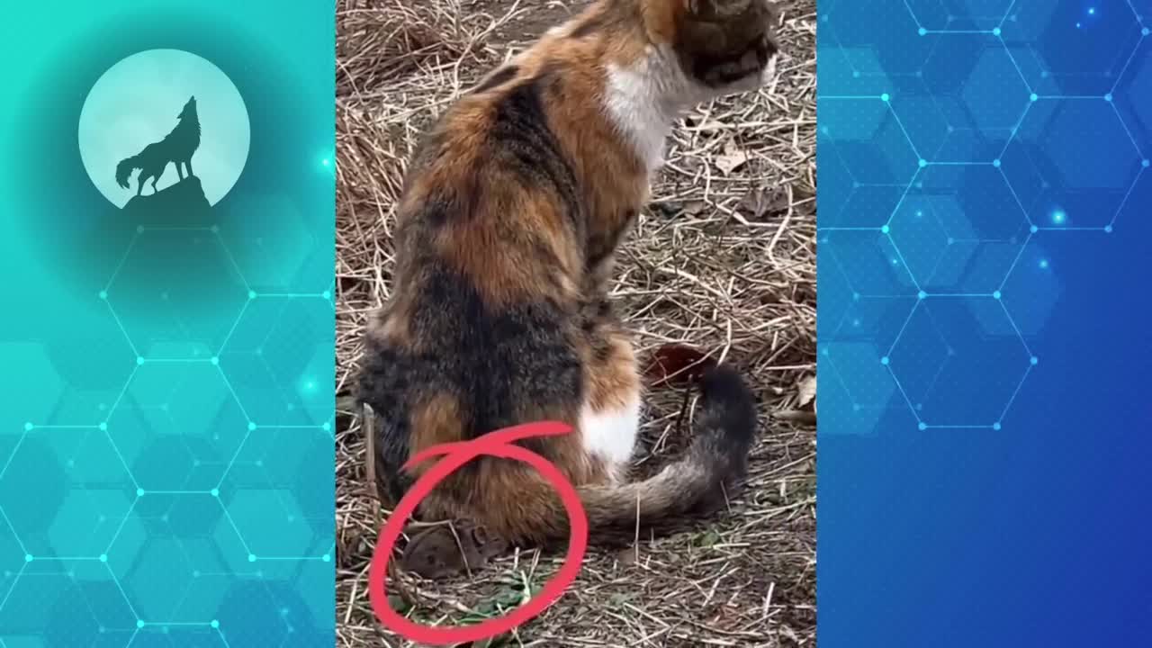 Funny Video - The Funniest Videos on Chinese TikTok 2022 Part 15