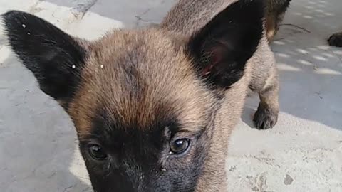 Love dog puppies Belgium malinois