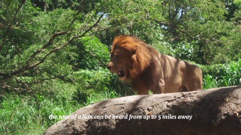 Fascinating Facts About Lions