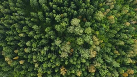 Tree tops