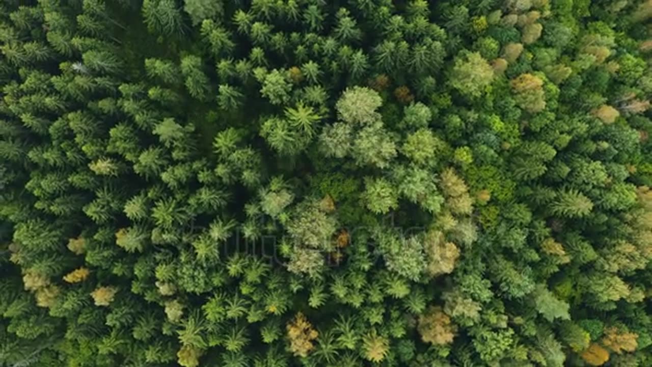 Tree tops