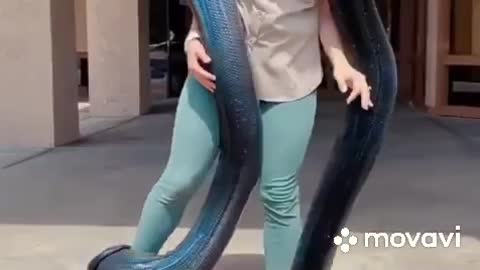 Big Sneak Pet