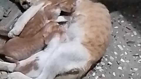 Cat kitten's