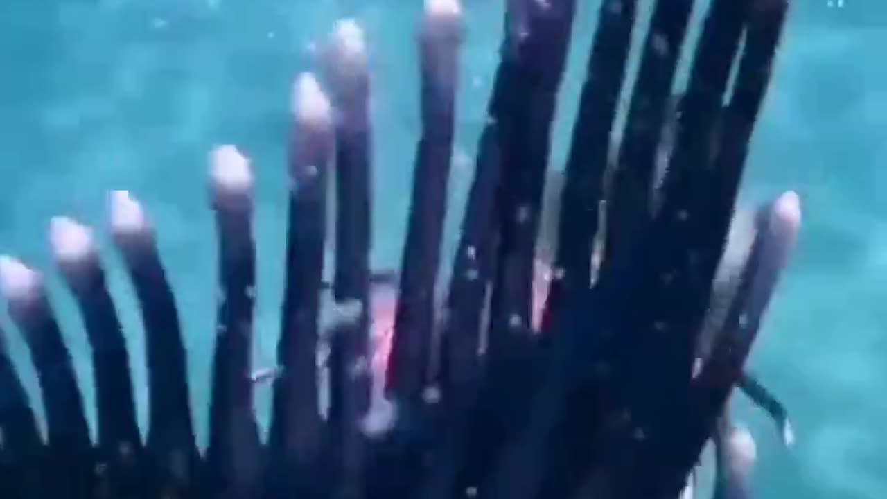 Mermaid...