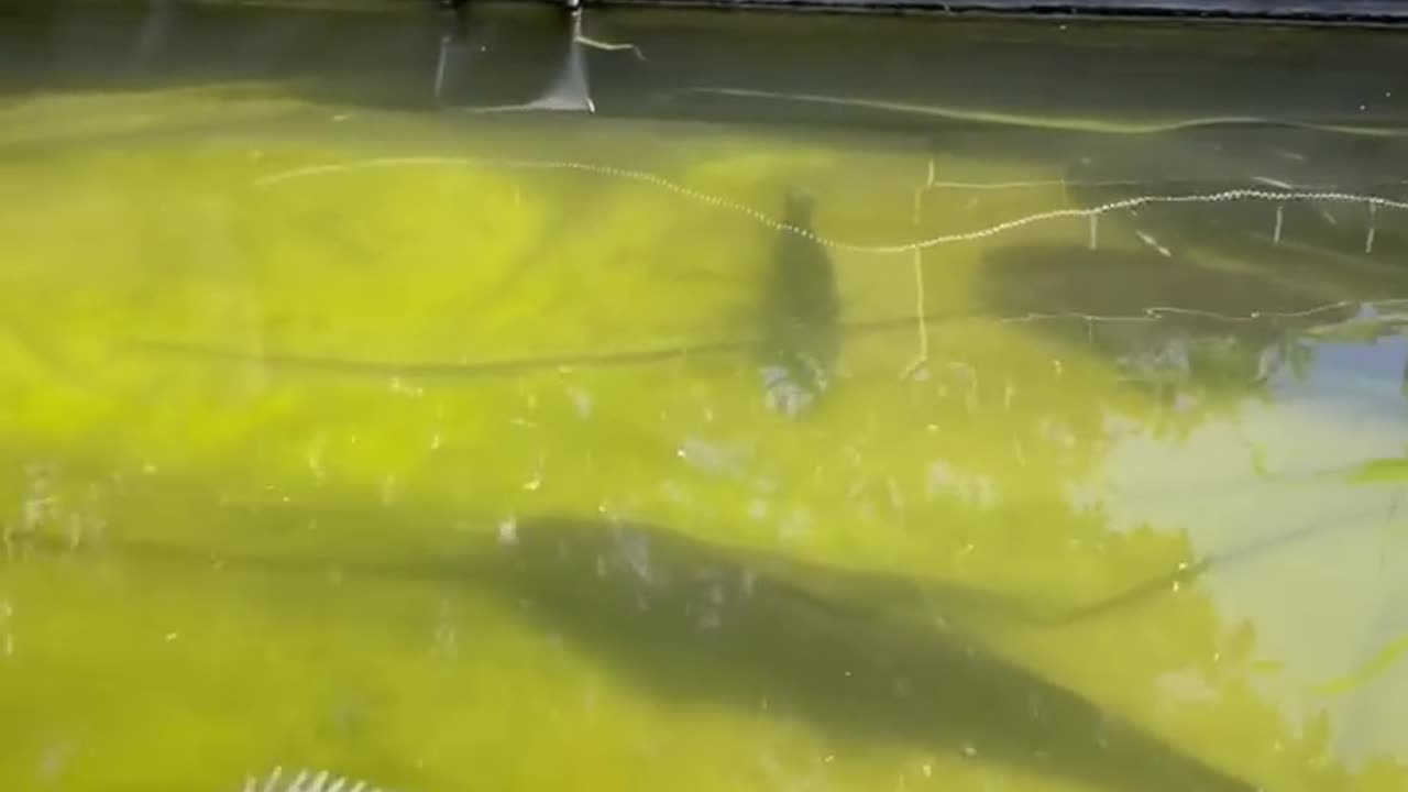 WORLDʼs FASTEST Freshwater FISH!