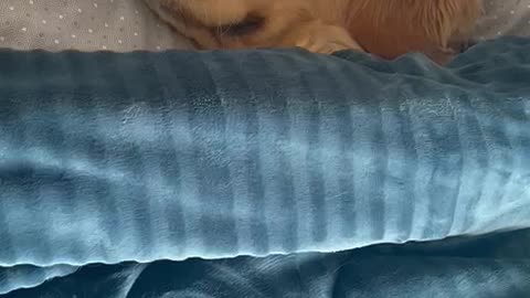 Slumbering Pup Living the Good Life