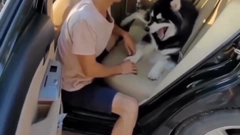 Cut dog level dogi