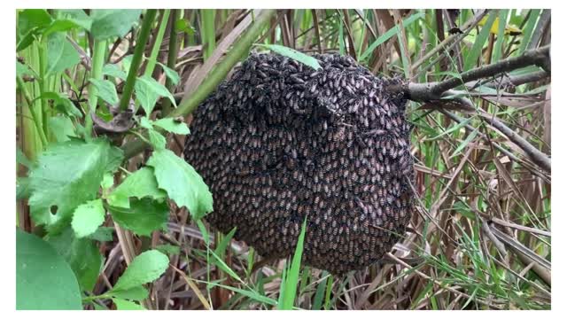 The Biggest Honey Bee Hive on Earth