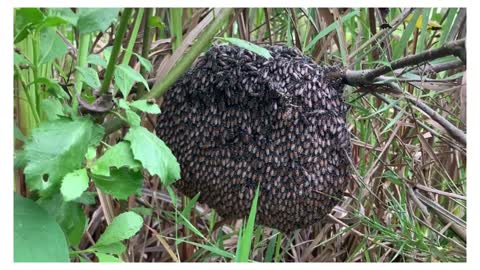 The Biggest Honey Bee Hive on Earth