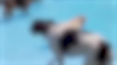 Funny Animal Videos 2023 🥰 - Funniest Dogs and Cats Videos 😅