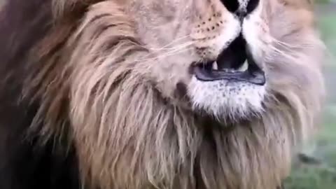 angry lion