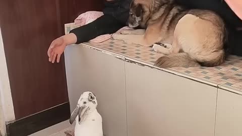 Cute dog and rabbit . A beautiful moment