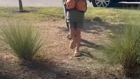 My pig is stealing pumpkins