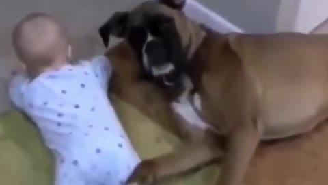 Cachorros fofinhos