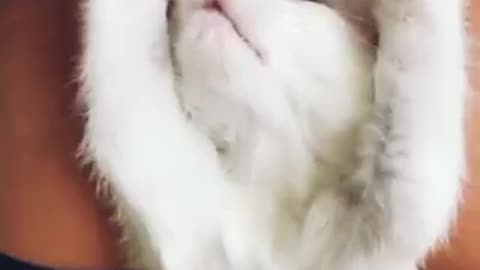 Cats are so funny ,cat massage must watch