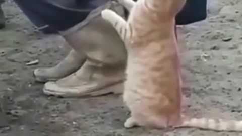 a cat asks a cow farmer for milk