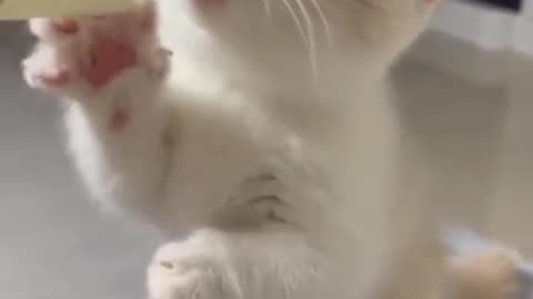 Funny cat😻