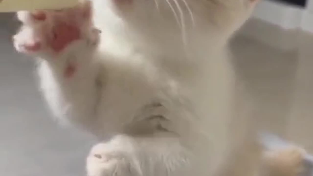 Funny cat😻
