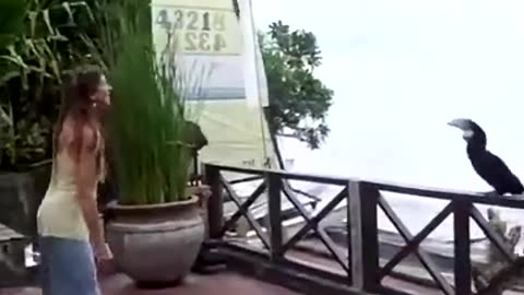 Animal instincts