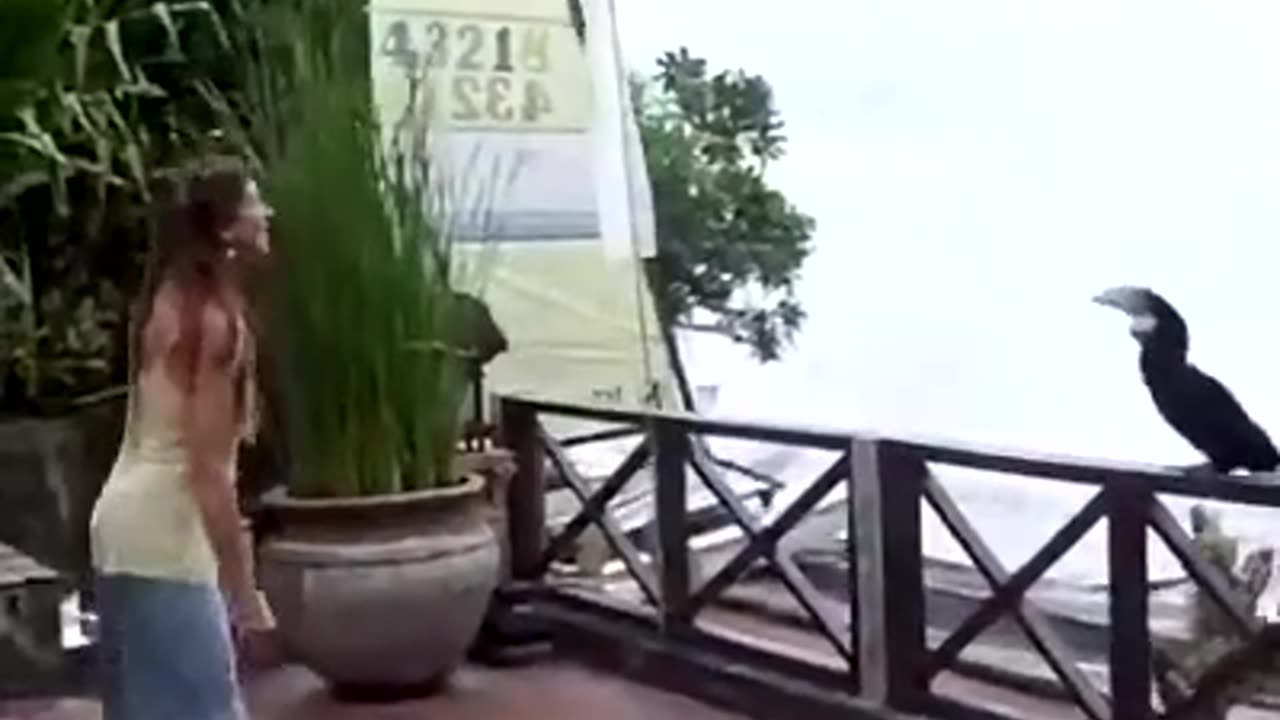 Animal instincts