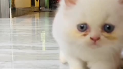Cute cat